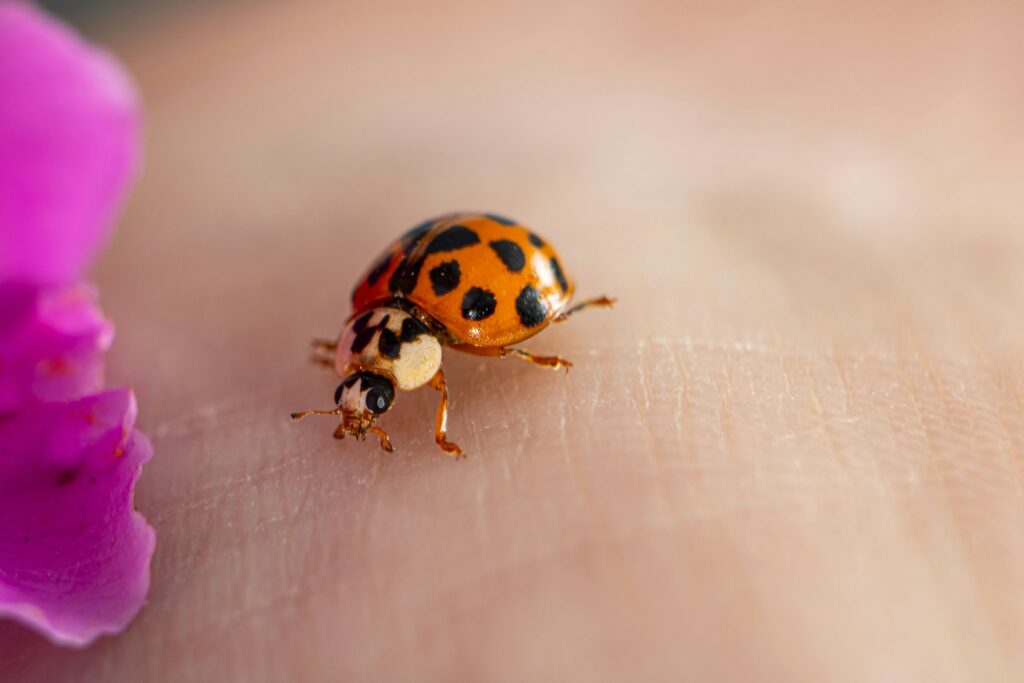A lady bug and a flower sitting on a surface.