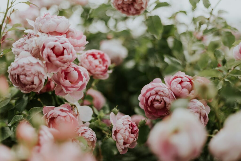 Soft pink peonies in bloom with lush green leaves, captured in natural outdoor light.