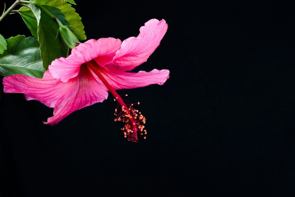 Close-up of a vibrant pink hibiscus flower blooming with detailed petals.