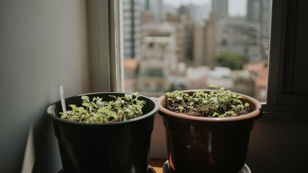 Two pots of young seedlings on a windowsill with city buildings blurred behind them.