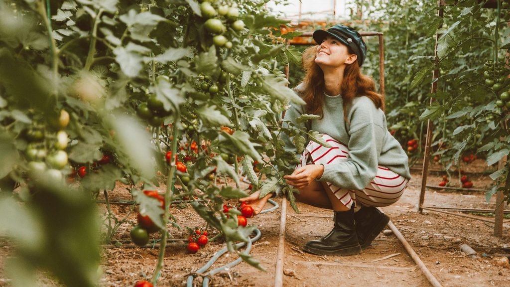Woman crouching beside tomato plants loaded with ripe and green fruit